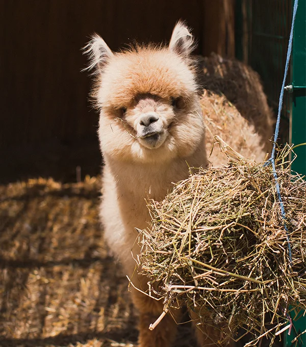 alpaca1