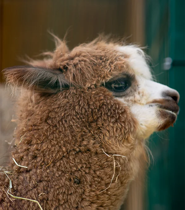 alpaca3